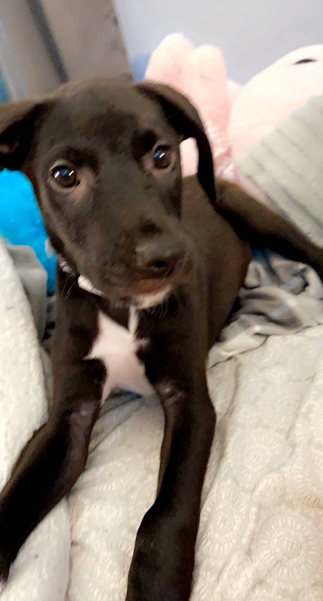 Chunky is registered to the contest to win money with this photo: borador, canidae, carnivore, collar, comfort, companion_dog, dog, dog_breed, dog_collar, fawn, fur, guard_dog, non_sporting_group, pet_supply, snout, sporting_group, terrestrial_animal, whiskers, working_animal