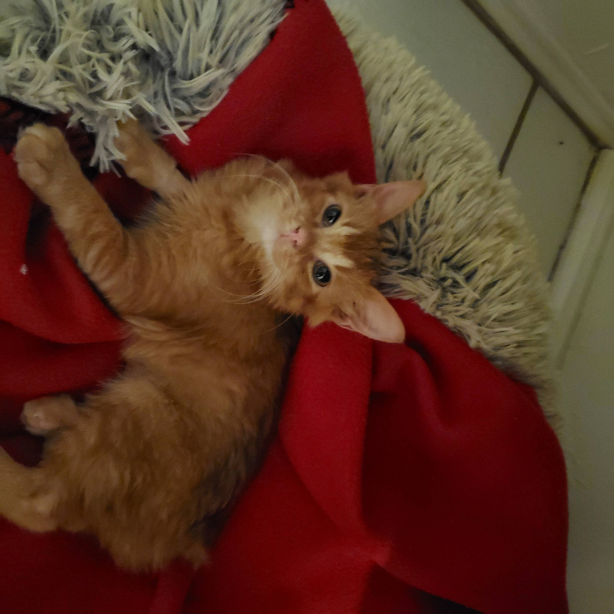 Lady Marmalade joined the competition — help win amazing prizes! carnivore, cat, claw, fawn, felidae, fur, kitten, small_to_medium_sized_cats, whiskers