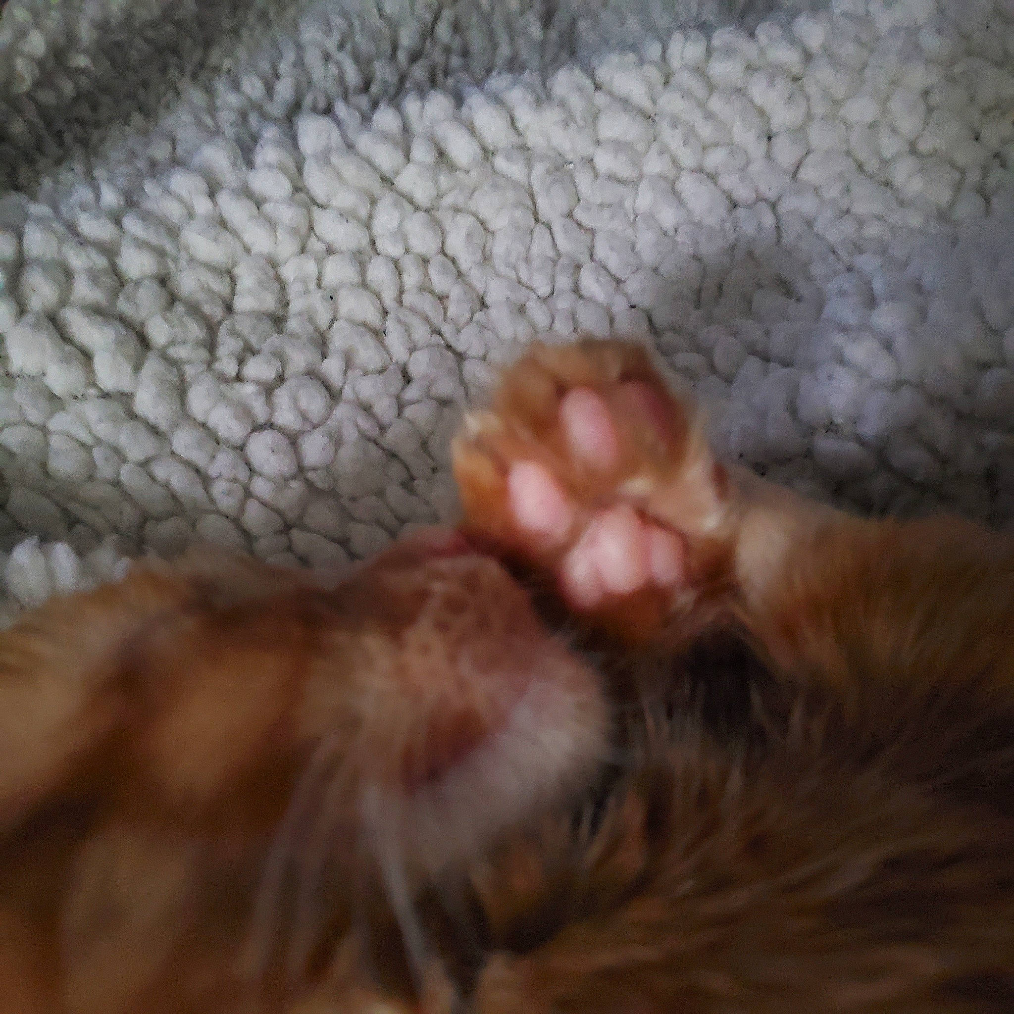 Lady Marmalade is registered to the contest to win money with this photo: carnivore, cat, claw, close_up, ear, eye, fawn, felidae, fur, liver, nose, paw, polydactyl_cat, small_to_medium_sized_cats, snout, tail, whiskers