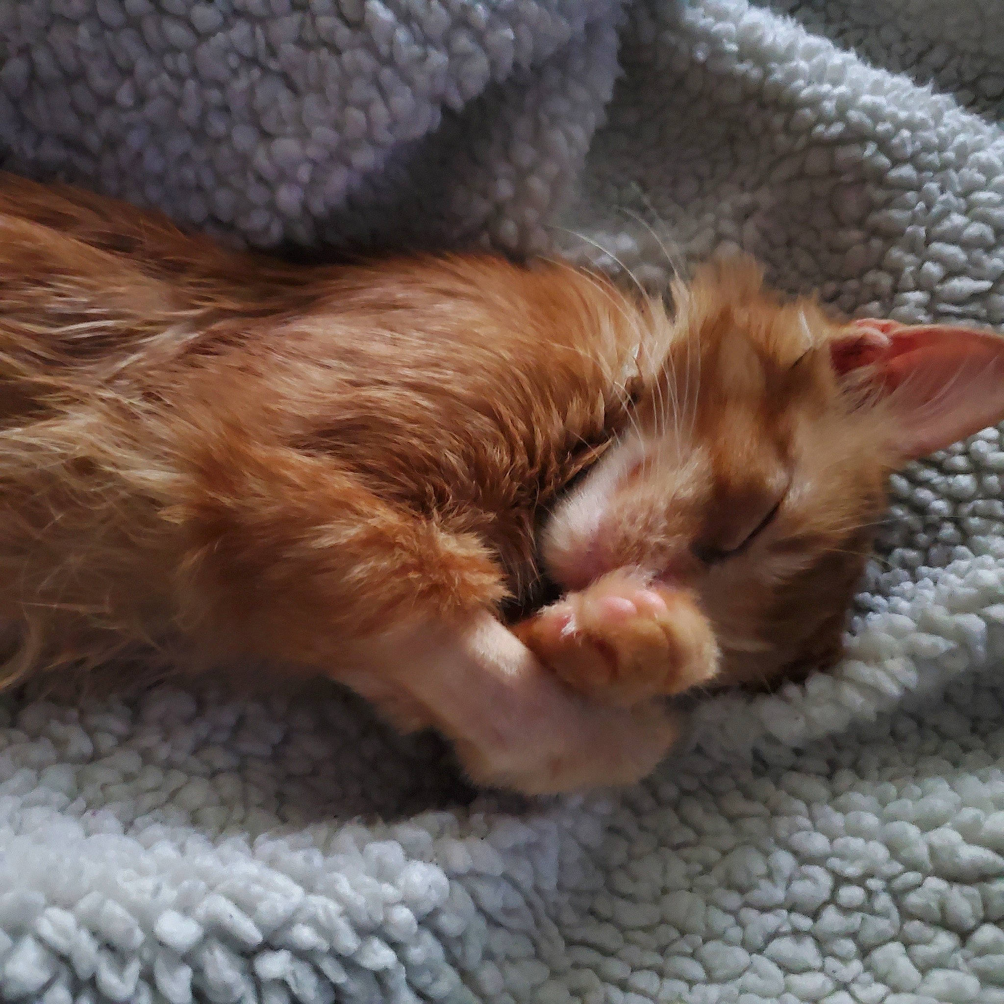 Lady Marmalade joined the competition — help win amazing prizes! aegean_cat, arabian_mau, asian, carnivore, cat, claw, domestic_short_haired_cat, dragon_li, european_shorthair, fawn, felidae, fur, german_rex, kitten, nap, paw, small_to_medium_sized_cats, snout, tabby_cat, whiskers