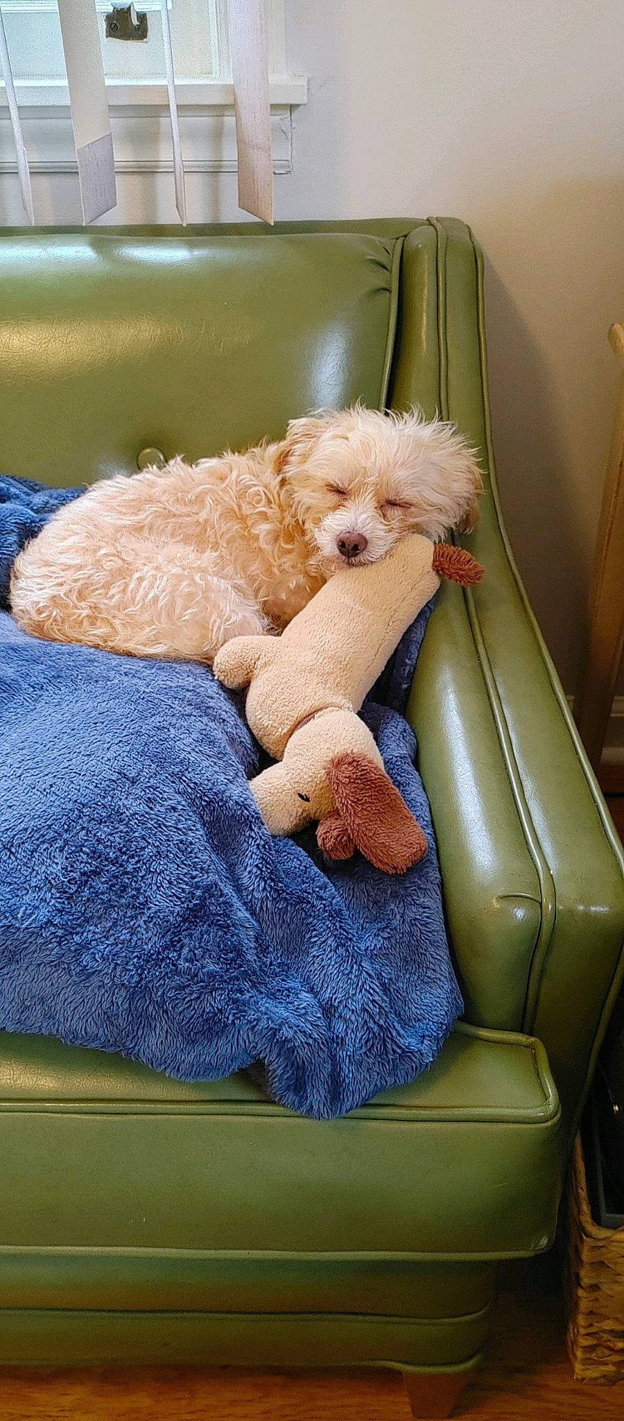 Huckleberry Finn is registered to the contest to win money with this photo: bichon, bolognese, canidae, carnivore, cavachon, cockapoo, companion_dog, dog, dog_breed, labradoodle, maltepoo, mammal, miniature_poodle, non_sporting_group, poodle, poodle_crossbreed, puppy, schnoodle, toy_dog, toy_poodle