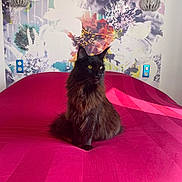 Yumi a rejoint le concours — aidez-le/la à gagner de superbes lots ! cat, black_cat, fluffy, bed, pink_bedspread, wallpaper, abstract_art, floral_pattern, indoor, pet, animal, feline, yellow_eyes, long_fur, sitting, regal, colorful, decor, light, shadow