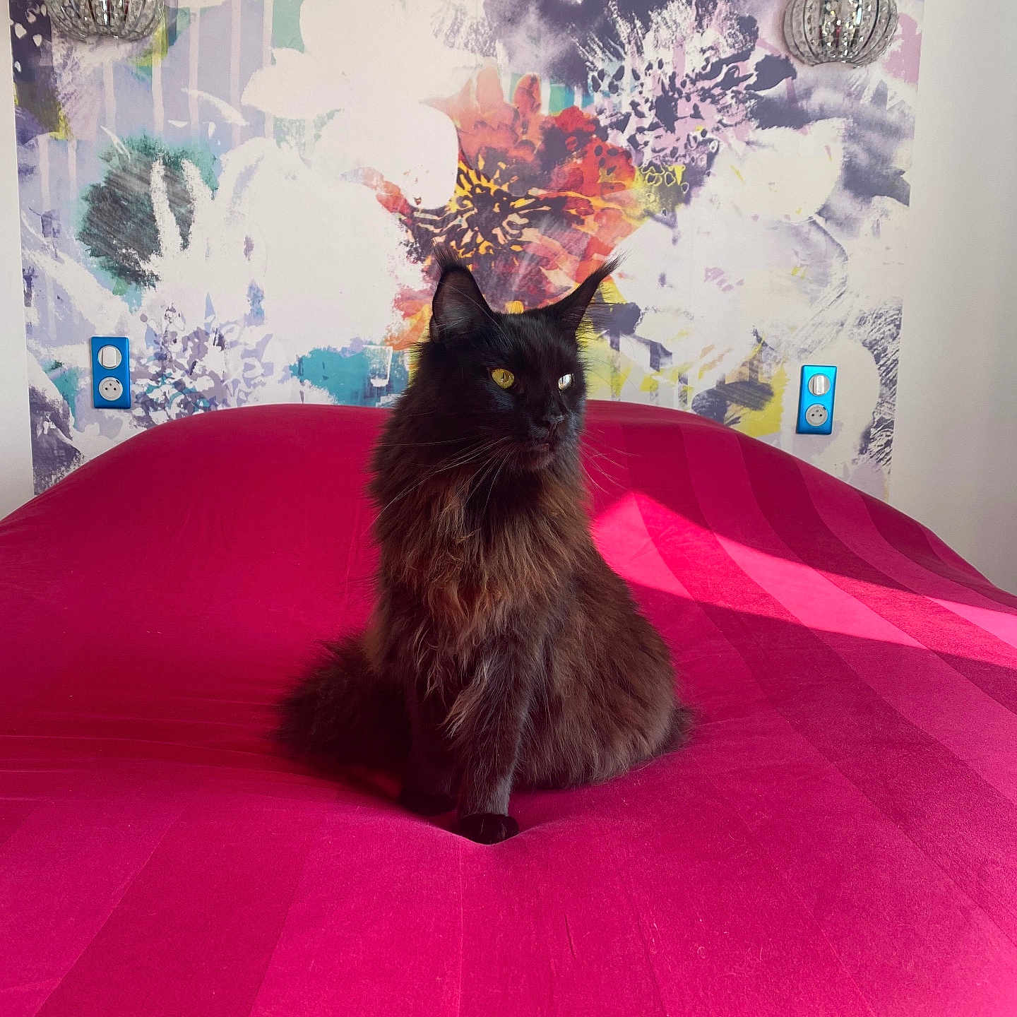 Yumi a rejoint le concours — aidez-le/la à gagner de superbes lots ! abstract_art, animal, bed, black_cat, cat, colorful, decor, feline, floral_pattern, fluffy, indoor, light, long_fur, pet, pink_bedspread, regal, shadow, sitting, wallpaper, yellow_eyes