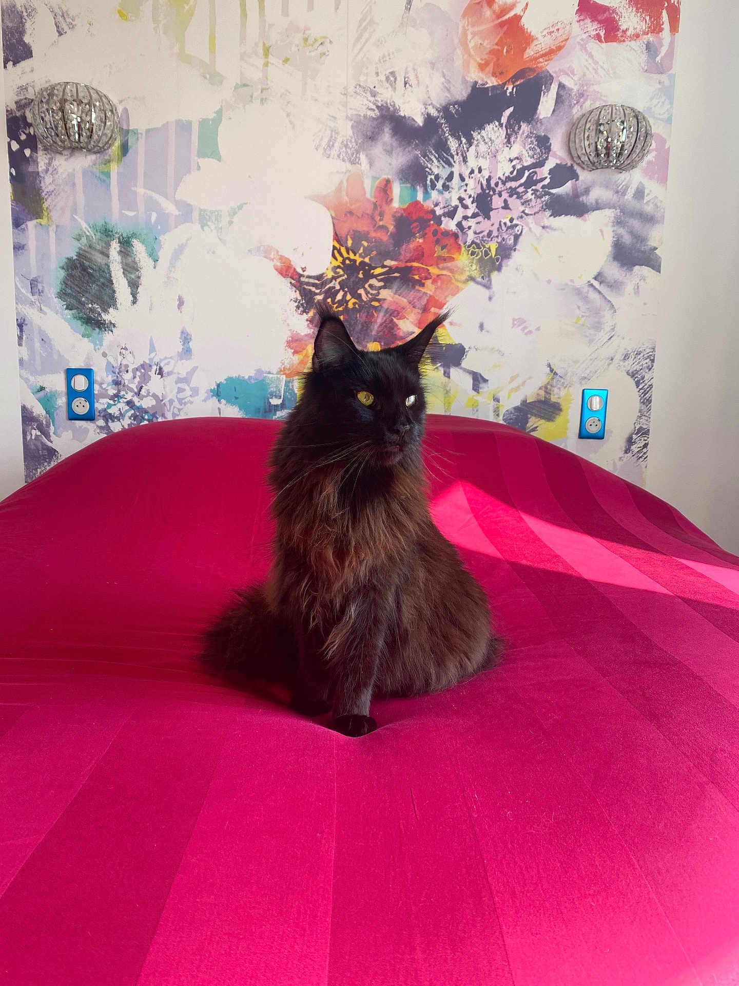 Yumi a rejoint le concours — aidez-le/la à gagner de superbes lots ! cat, black_cat, fluffy, bed, pink_bedspread, wallpaper, abstract_art, floral_pattern, indoor, pet, animal, feline, yellow_eyes, long_fur, sitting, regal, colorful, decor, light, shadow