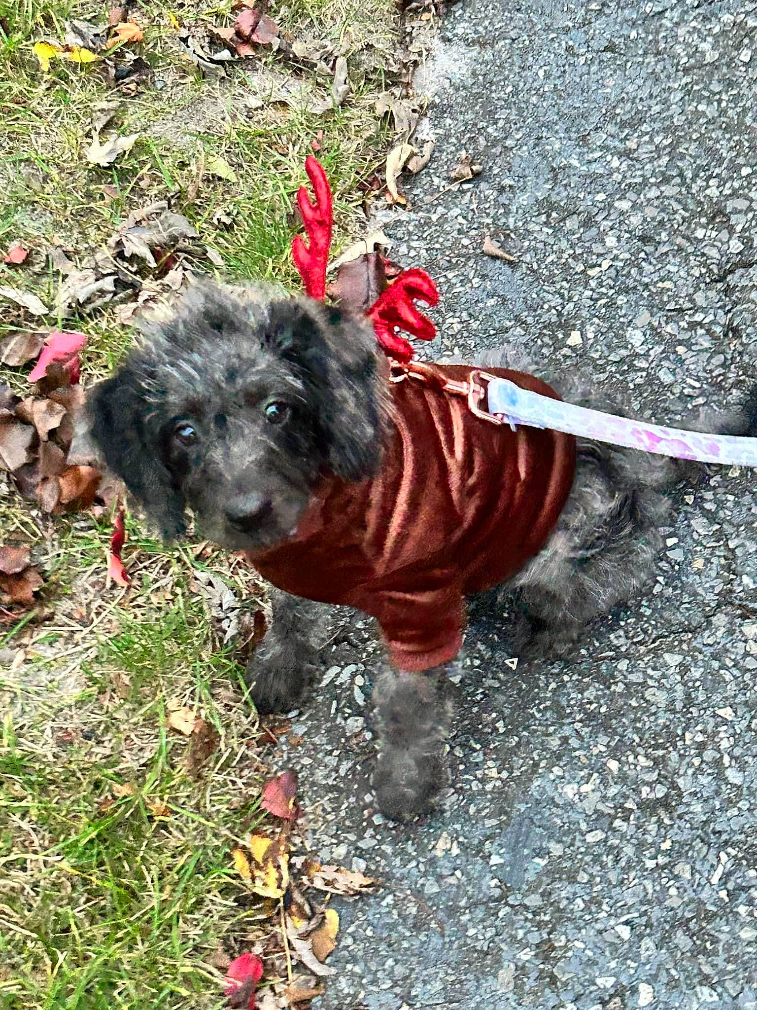 Stormy is registered to the contest to win money with this photo: canidae, carnivore, companion_dog, dog, dog_breed, dog_clothes, dog_supply, fashion_accessory, fawn, grass, groundcover, leash, liver, plant, snout, soil, sporting_group, tail, toy_dog, working_animal