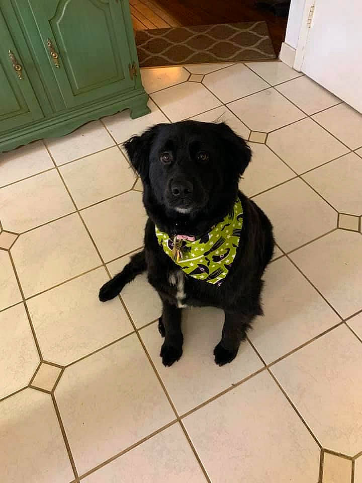 Shelby is registered to the contest to win money with this photo: borador, canidae, carnivore, collar, companion_dog, dog, dog_breed, dog_collar, dog_supply, floor, flooring, fur, guard_dog, gun_dog, pet_supply, retriever, snout, sporting_group, tail, working_animal