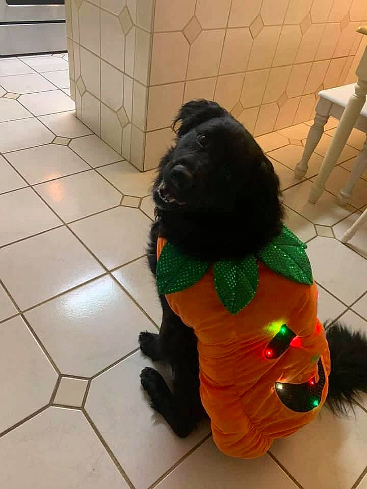 Shelby is registered to the contest to win money with this photo: canidae, carnivore, companion_dog, costume, dog, dog_breed, dog_clothes, dog_supply, floor, flooring, fur, mammal, pet_supply, sculpture, tail, tile, toy, toy_dog, vertebrate, working_animal