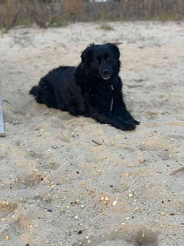 Shelby is registered to the contest to win money with this photo: asphalt, borador, canidae, carnivore, dog, dog_breed, hunting_dog, road_surface, snout, soil, sporting_group, terrestrial_animal