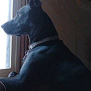 Stella May Wells joined the competition — help win amazing prizes! animal, black_dog, calm, canine, collar, dog, domestic, furniture, gazing, indoor, looking_out, natural_light, pet, profile, quiet, resting, shadow, side_view, thoughtful, window