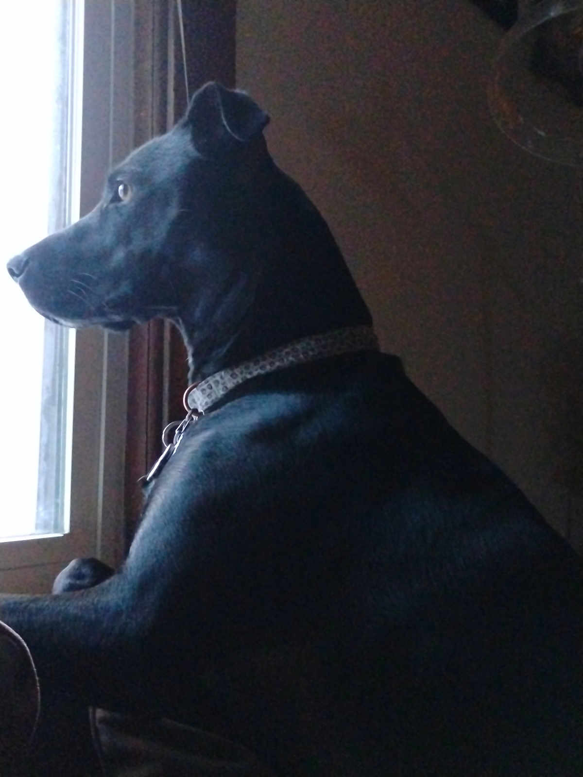 Stella May Wells joined the competition — help win amazing prizes! animal, black_dog, calm, canine, collar, dog, domestic, furniture, gazing, indoor, looking_out, natural_light, pet, profile, quiet, resting, shadow, side_view, thoughtful, window