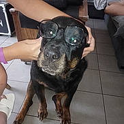 Nina a rejoint le concours — aidez-le/la à gagner de superbes lots ! dog, rottweiler, pet, black_and_tan, glasses, costume, funny, portrait, sitting, indoor, living_room, tile_floor, couch, blanket, plant, humans, hands, home, large_dog, playful