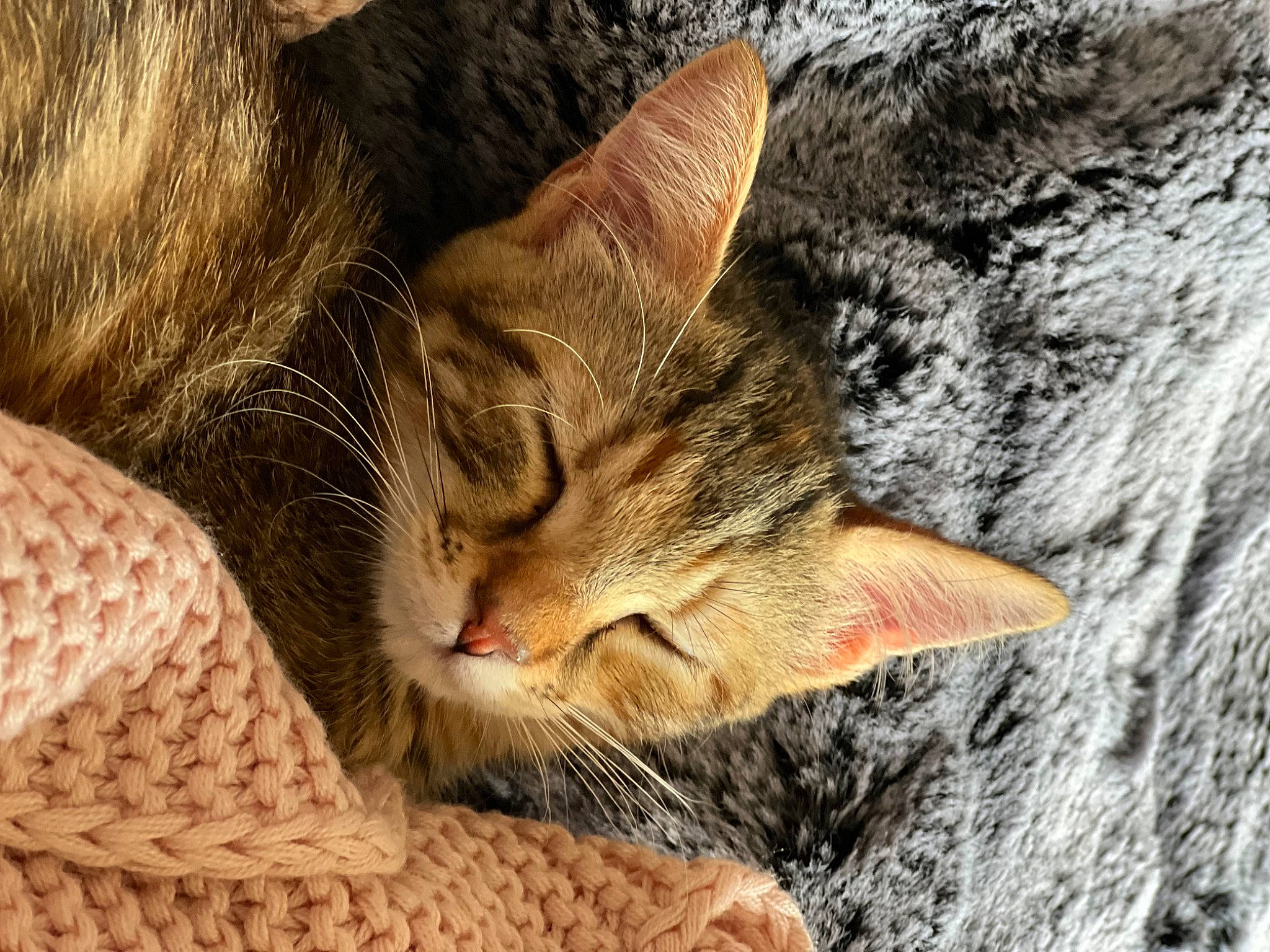 Molly a rejoint le concours — aidez-le/la à gagner de superbes lots ! carnivore, cat, claw, comfort, domestic_short_haired_cat, felidae, fur, grass, nap, paw, rock, sleep, small_to_medium_sized_cats, snout, tail, tree, trunk, whiskers, wildlife, wood