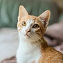 cat, orange_cat, white_cat, pet, indoor, whiskers, fur, closeup, animal, feline, cute, domestic_cat, portrait, looking, alert, soft_light, cozy, blurred_background, young_cat, ears