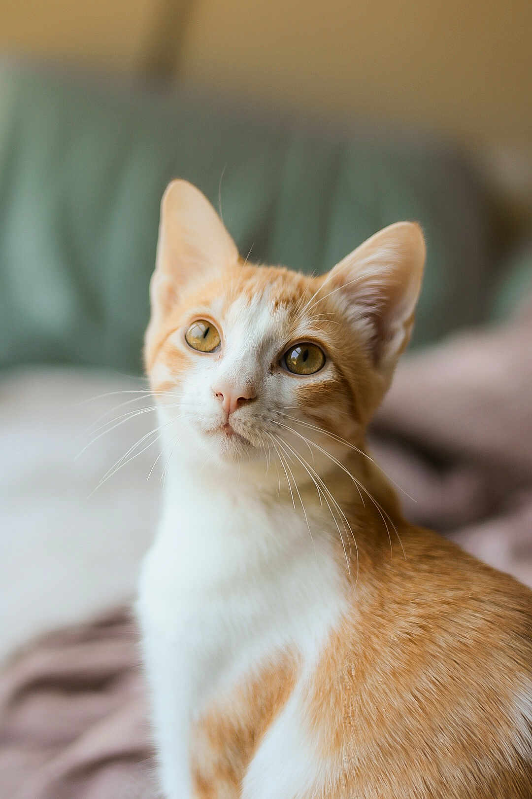 Meeko