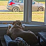 bed, blanket, canine, car, curtains, dog, floor, furniture, grass, house, indoor, pet, quiet, relaxed, resting, room, sidewalk, suburban, sunlight, window