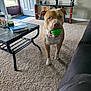 ball, book, brown_dog, candle, canine, carpet, curiosity, dog, door, floor, furniture, home, indoor, light, living_room, pet, playing, table, toy, window