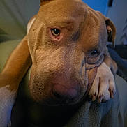 Korndog joined the competition — help win amazing prizes! animal, blanket, brown, canine, close_up, cozy, dog, ears, expression, face, fur, indoors, nail, paw, pet, portrait, relaxed, resting, snout, soft_lighting