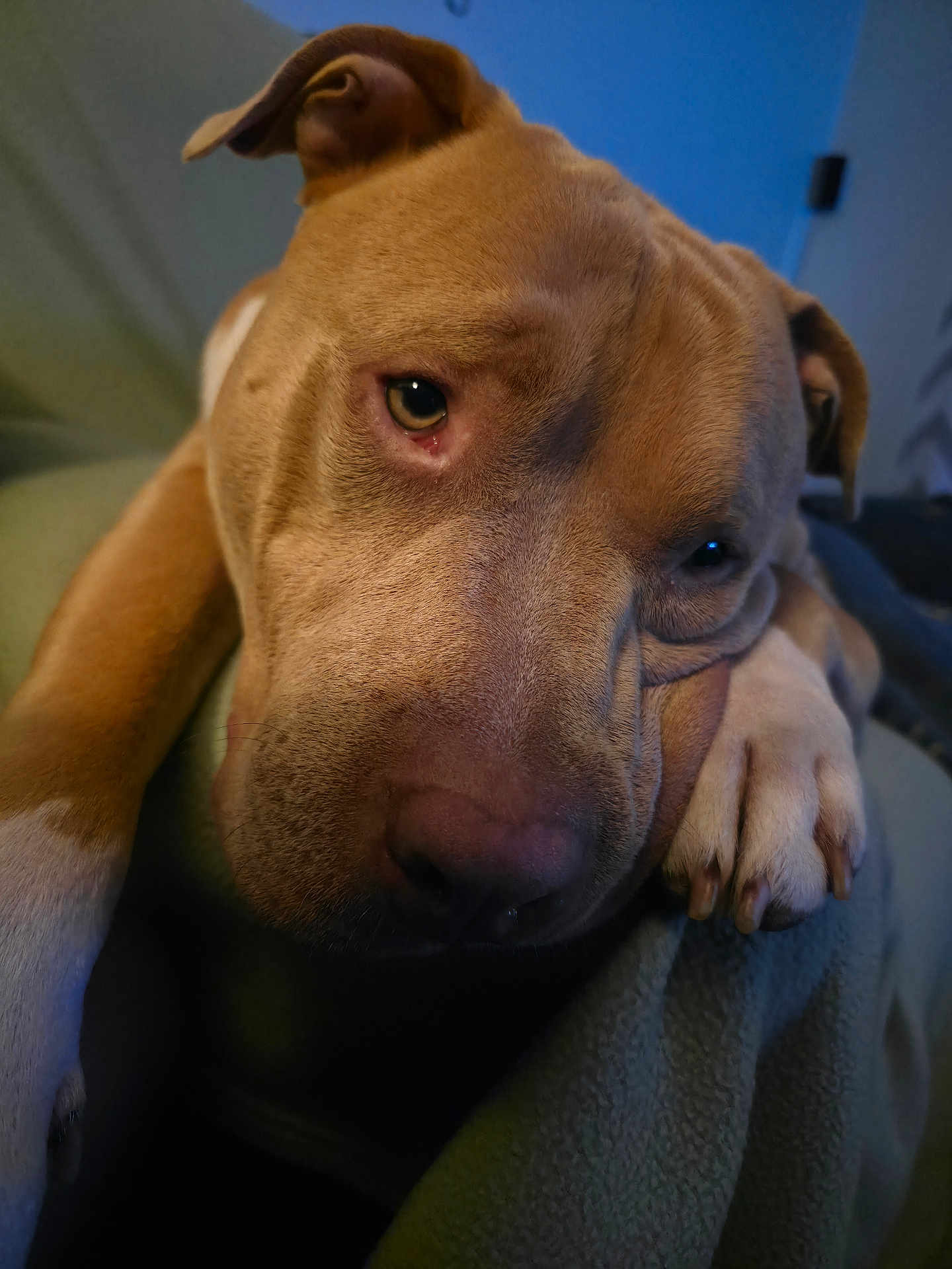 Korndog joined the competition — help win amazing prizes! animal, blanket, brown, canine, close_up, cozy, dog, ears, expression, face, fur, indoors, nail, paw, pet, portrait, relaxed, resting, snout, soft_lighting