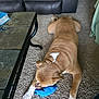 animal, blue_toy, brown_dog, canine, carpet, couch, dog, floor, fur, home, indoor, living_room, paw, pet, playful, relaxing, snout, table, toy, white_paw