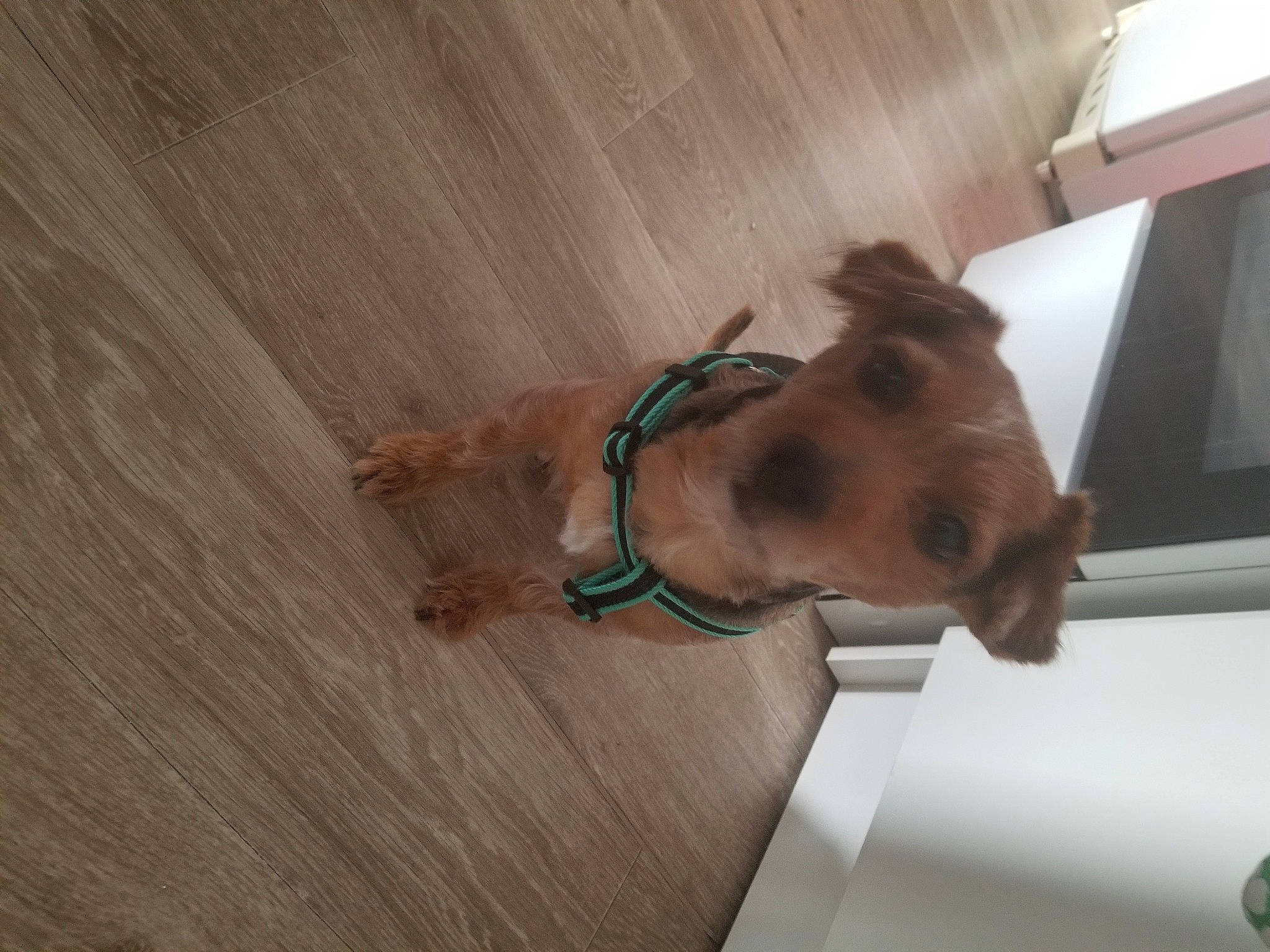 Snoopy participe au concours pour gagner de l'argent avec cette photo : canidae, carnivore, companion_dog, dog, dog_breed, fawn, floor, flooring, hardwood, snout, wood