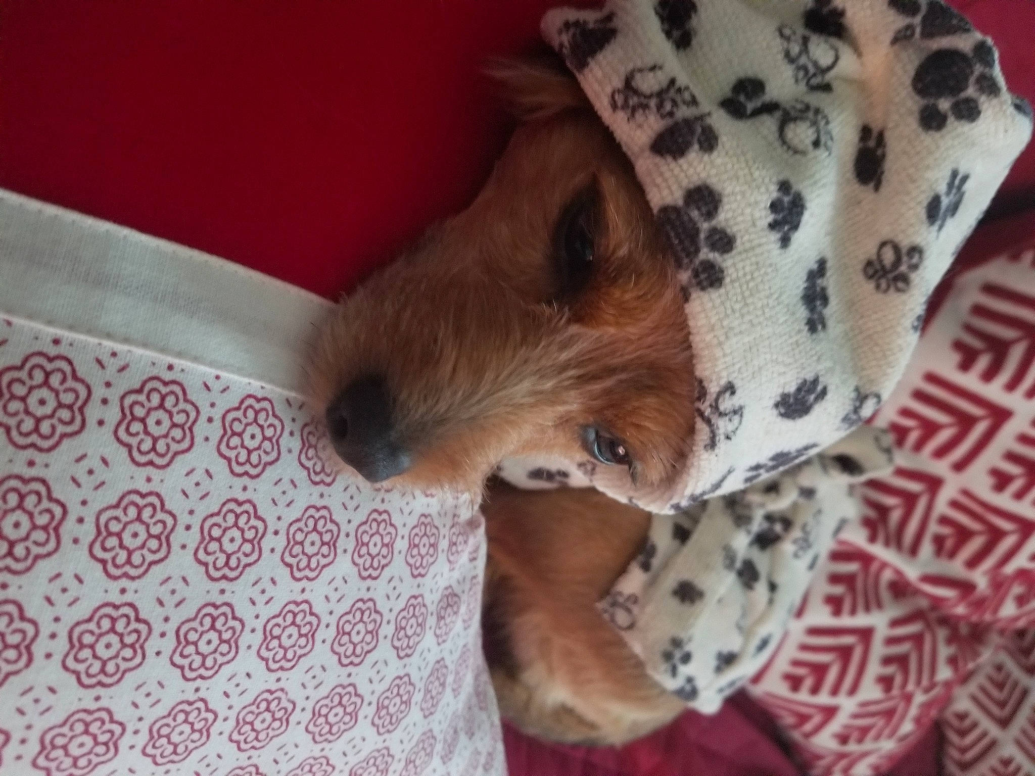 Snoopy participe au concours pour gagner de l'argent avec cette photo : border_terrier, canidae, carnivore, dog, dog_breed, fawn, irish_terrier, mammal, non_sporting_group, puppy, snout, sporting_group