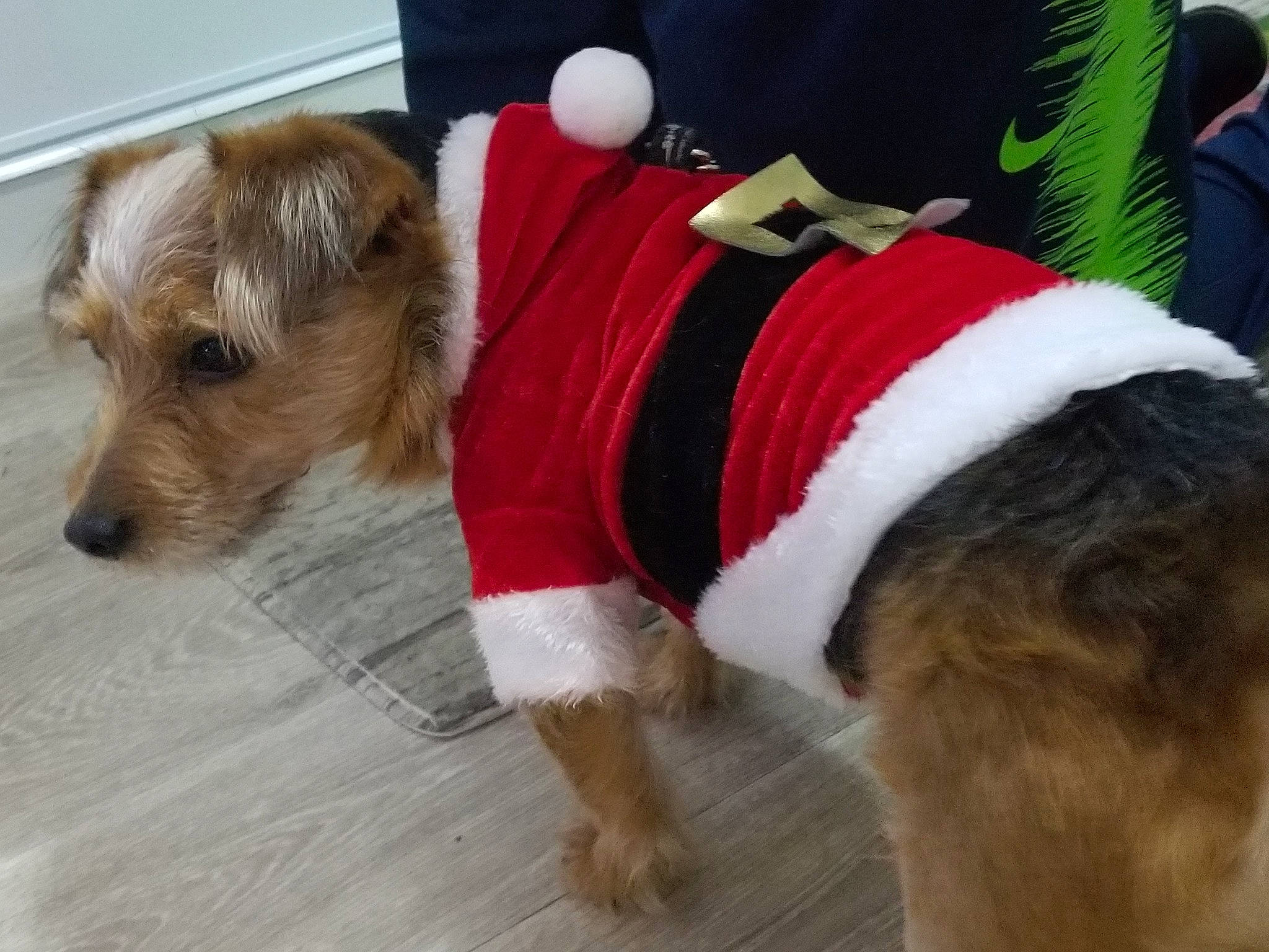 Snoopy a rejoint le concours — aidez-le/la à gagner de superbes lots ! australian_terrier, canidae, carnivore, christmas, companion_dog, dog, dog_breed, dog_clothes, dog_supply, fox_terrier, fur, mammal, puppy, rare_breed_dog, santa_claus, snout, sporting_lucas_terrier, terrier, wire_hair_fox_terrier
