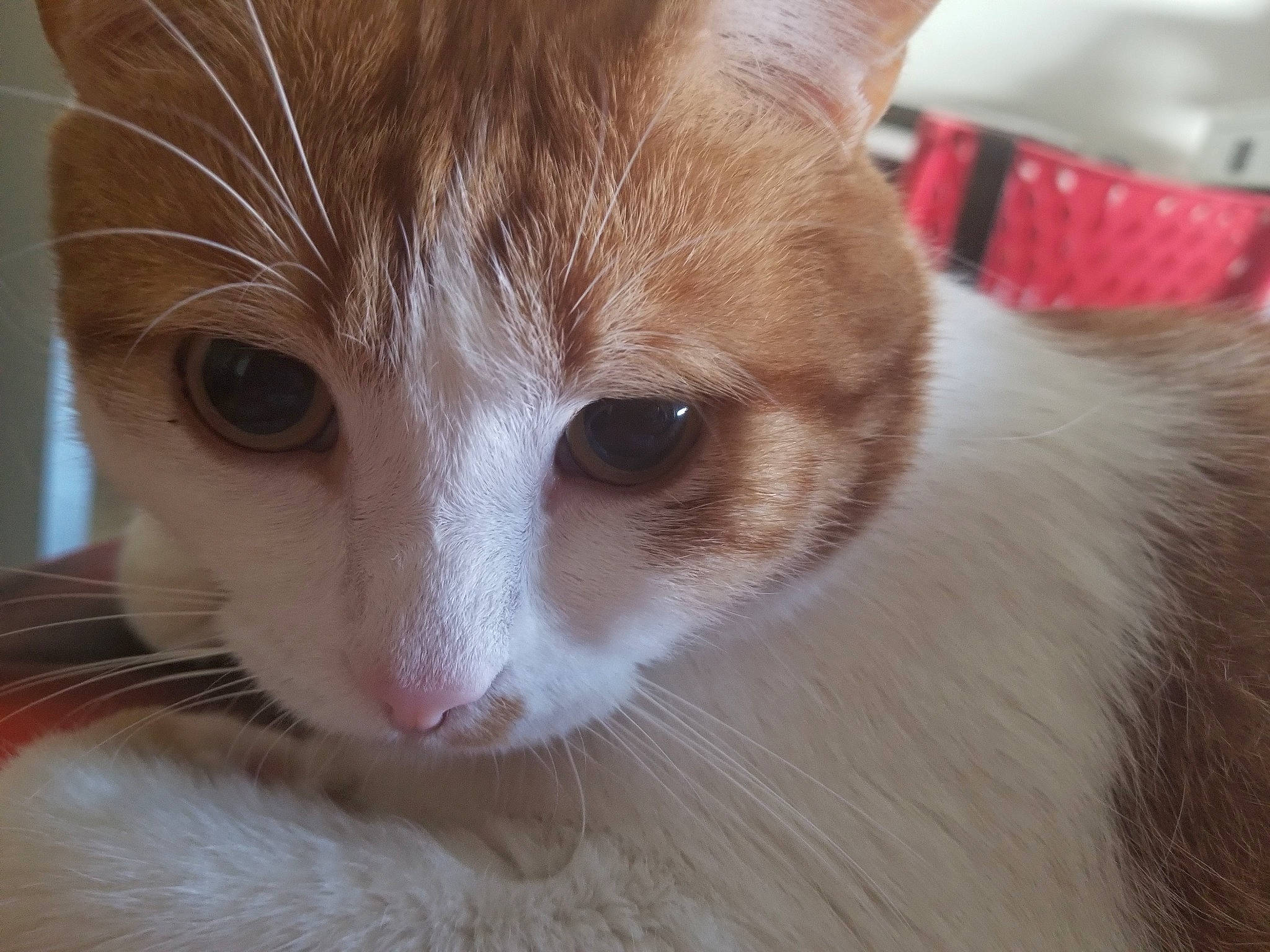 Caramel participe au concours pour gagner de l'argent avec cette photo : aegean_cat, american_curl, carnivore, cat, close_up, domestic_long_haired_cat, ear, eye, fawn, felidae, fur, iris, javanese, kitten, mammal, nose, small_to_medium_sized_cats, snout, turkish_van, whiskers