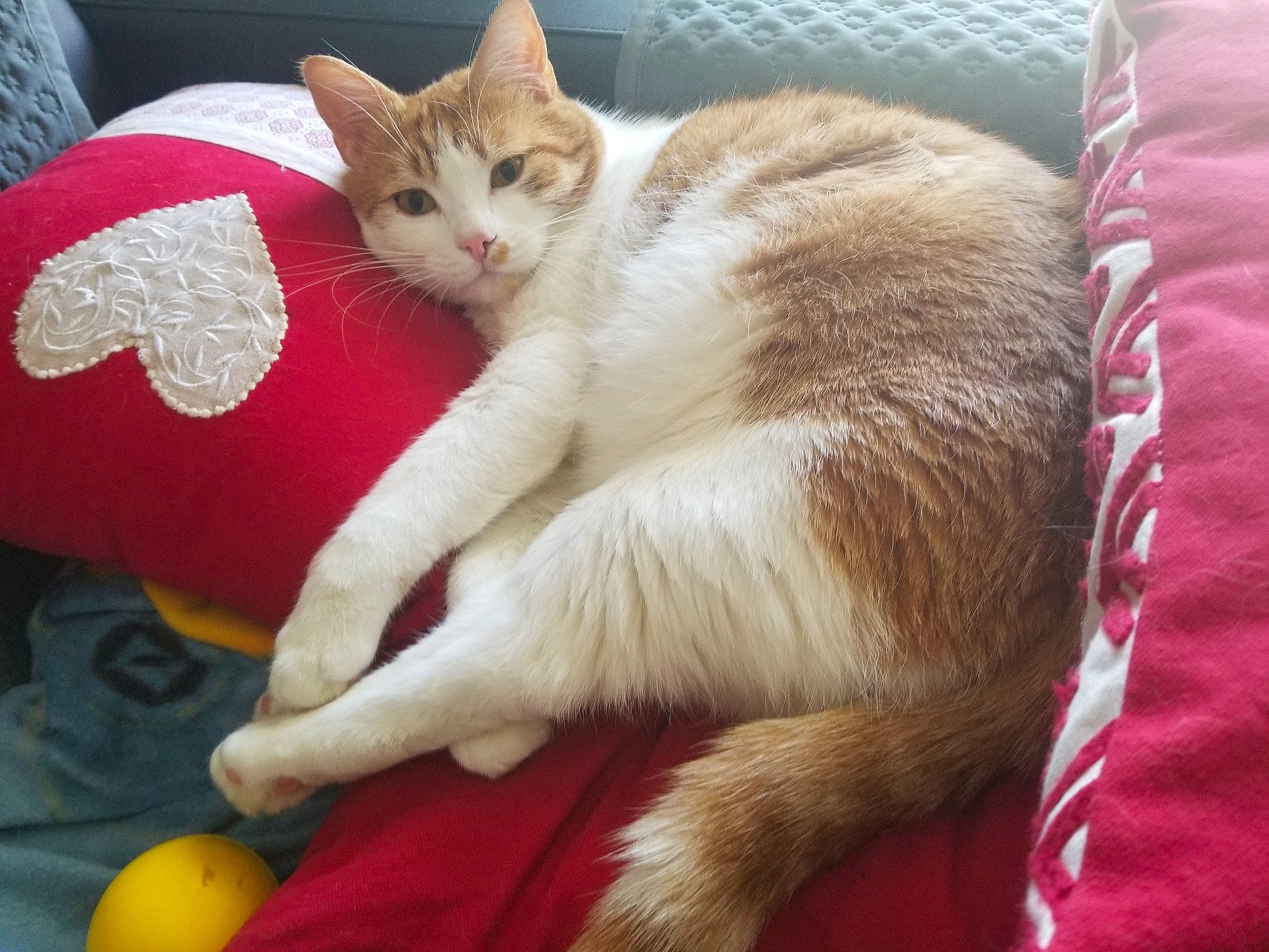 Caramel a rejoint le concours — aidez-le/la à gagner de superbes lots ! aegean_cat, american_wirehair, arabian_mau, asian, australian_mist, carnivore, cat, domestic_short_haired_cat, european_shorthair, felidae, fur, german_rex, kitten, mammal, paw, polydactyl_cat, singapura, small_to_medium_sized_cats, tail, whiskers