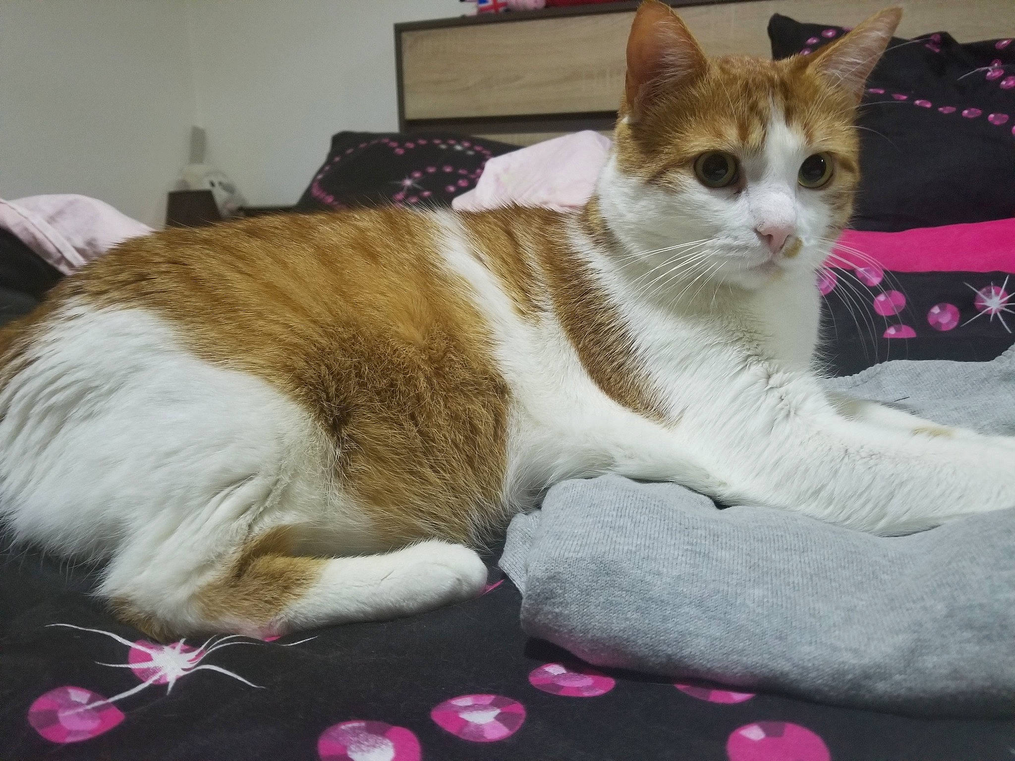 Caramel participe au concours pour gagner de l'argent avec cette photo : aegean_cat, american_wirehair, carnivore, cat, domestic_short_haired_cat, european_shorthair, fawn, felidae, fur, kitten, mammal, paw, pink, polydactyl_cat, small_to_medium_sized_cats, tabby_cat, tail, whiskers