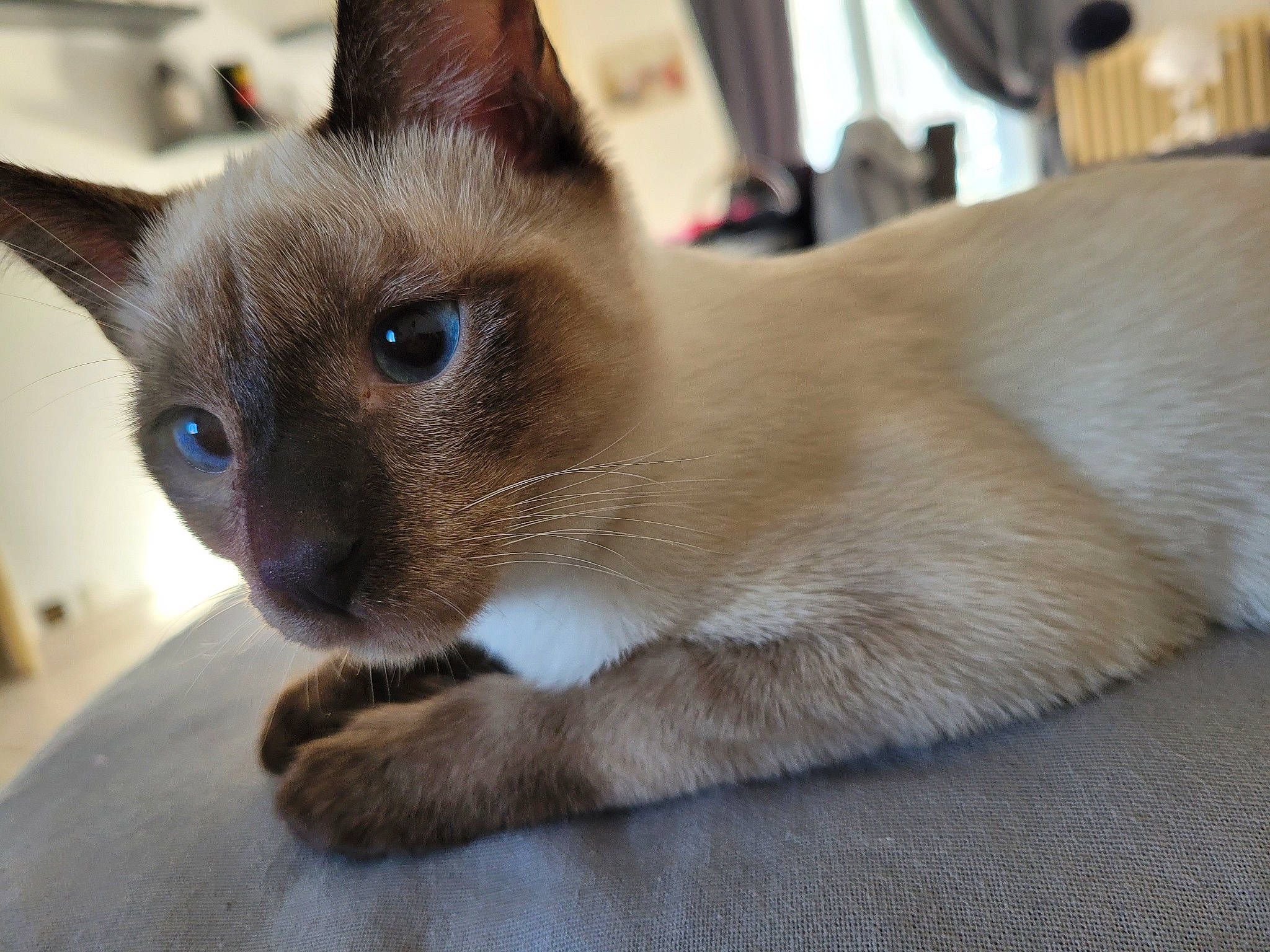 Chipie participe au concours pour gagner de l'argent avec cette photo : balinese, carnivore, cat, fawn, felidae, fur, iris, siamese, small_to_medium_sized_cats, snout, terrestrial_animal, whiskers