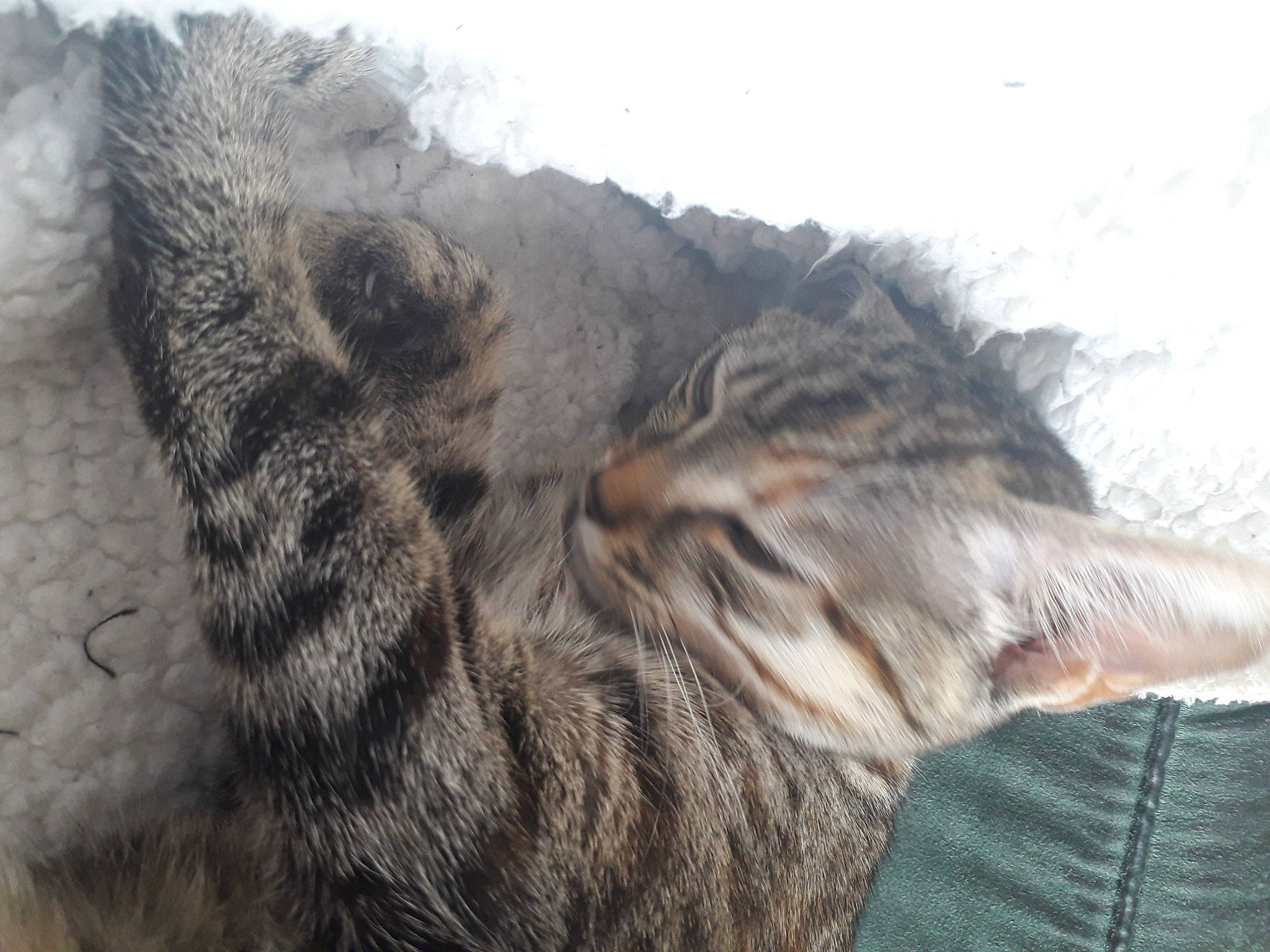 Sardine participe au concours pour gagner de l'argent avec cette photo : carnivore, cat, claw, comfort, domestic_short_haired_cat, felidae, fur, grass, nap, paw, sleep, small_to_medium_sized_cats, snout, tail, terrestrial_animal, tree, whiskers, wildlife