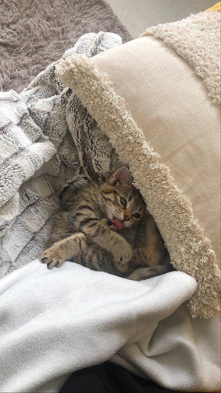 Ricci a rejoint le concours — aidez-le/la à gagner de superbes lots ! aegean_cat, american_shorthair, asian, bengal, carnivore, cat, domestic_short_haired_cat, dragon_li, egyptian_mau, european_shorthair, fawn, felidae, fur, kitten, pixie_bob, sleep, small_to_medium_sized_cats, tabby_cat, whiskers, wild_cat