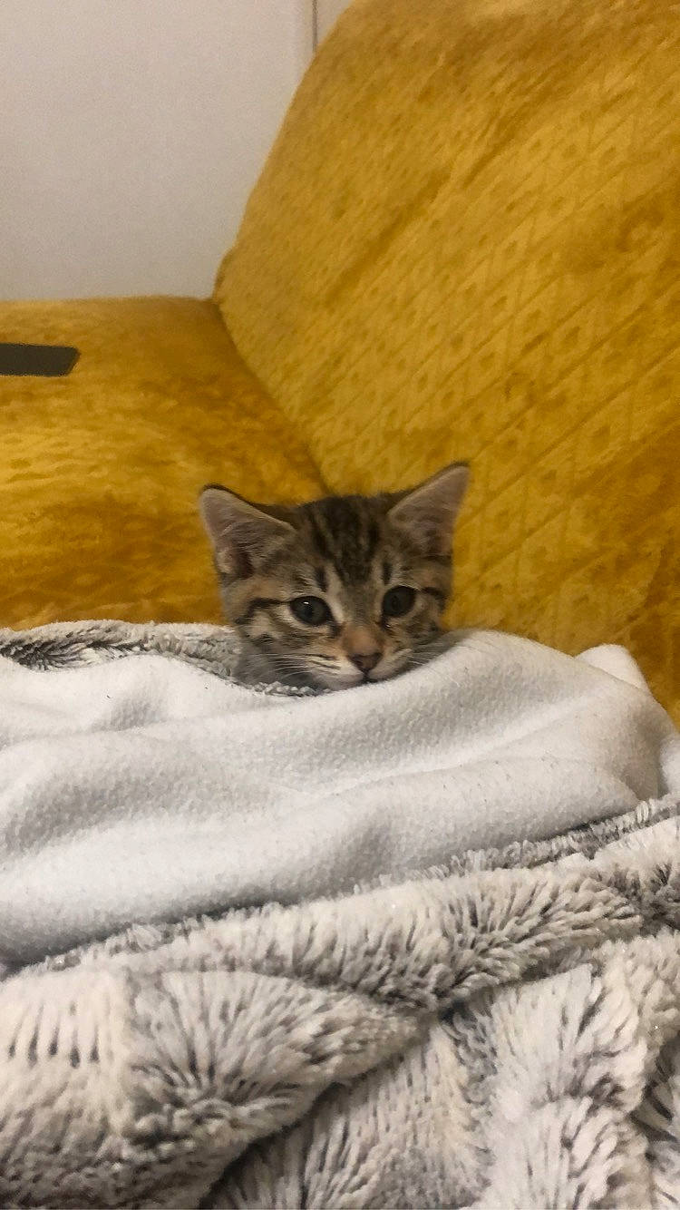 Ricci participe au concours pour gagner de l'argent avec cette photo : aegean_cat, asian, australian_mist, bed_sheet, bengal, carnivore, cat, domestic_short_haired_cat, dragon_li, european_shorthair, fawn, felidae, fur, kitten, mammal, pixie_bob, small_to_medium_sized_cats, tabby_cat, whiskers