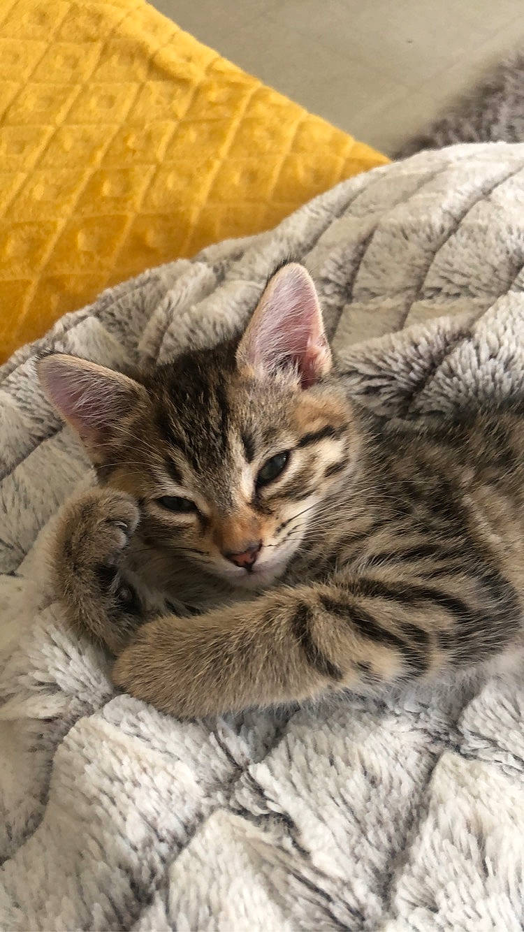 Ricci participe au concours pour gagner de l'argent avec cette photo : american_shorthair, asian, australian_mist, california_spangled, carnivore, cat, domestic_short_haired_cat, dragon_li, egyptian_mau, european_shorthair, felidae, kitten, mammal, ocicat, pixie_bob, small_to_medium_sized_cats, snout, tabby_cat, vertebrate, whiskers