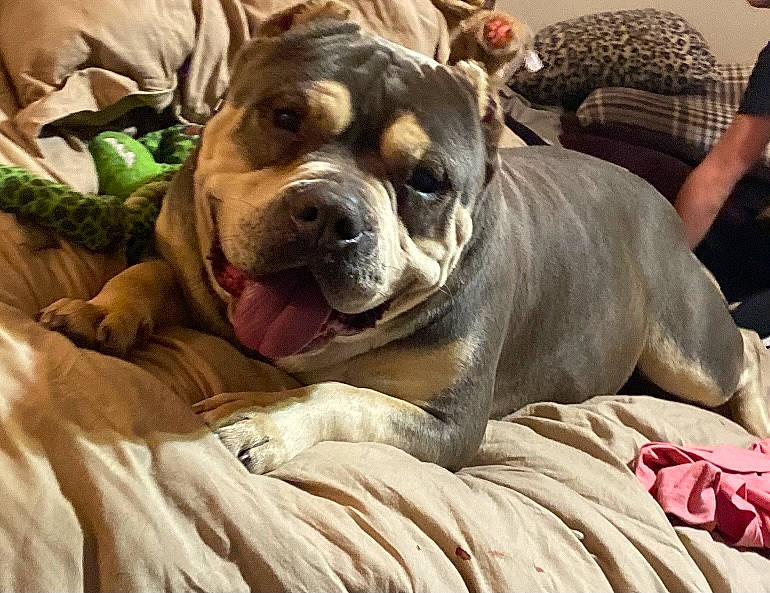 Konan joined the competition — help win amazing prizes! bulldog, canidae, carnivore, comfort, companion_dog, dog, dog_breed, fawn, fur, guard_dog, molosser, olde_english_bulldogge, snout, sporting_group, terrestrial_animal, toy_dog, whiskers, working_animal, working_dog, wrinkle