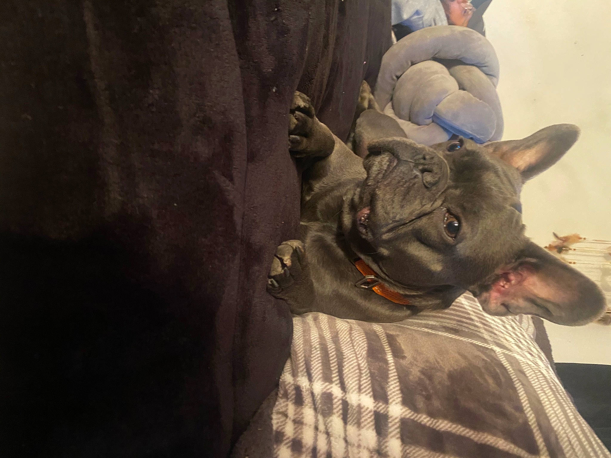 Bleu joined the competition — help win amazing prizes! art, canidae, dog_breed, ear, fashion_accessory, fawn, felidae, grey, indian_rhinoceros, monument, pack_animal, personal_protective_equipment, rhinoceros, sculpture, snout, sporting_group, visual_arts, whiskers, working_animal, wrinkle