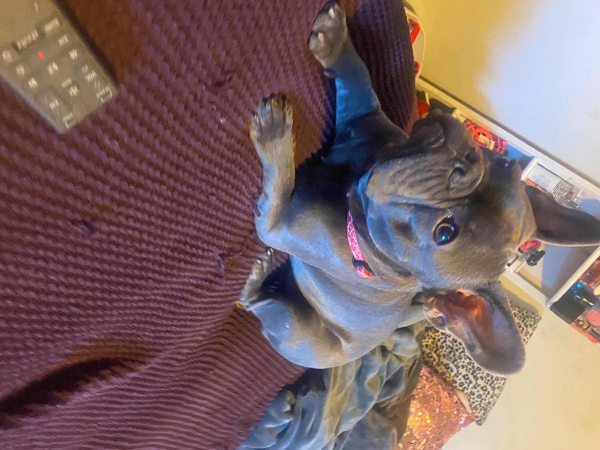 Bleu is registered to the contest to win money with this photo: adventure, art, collar, companion_dog, dog, dog_breed, fashion_accessory, fawn, fun, leash, metal, personal_protective_equipment, plant, recreation, sculpture, snout, toy, visual_arts, working_animal