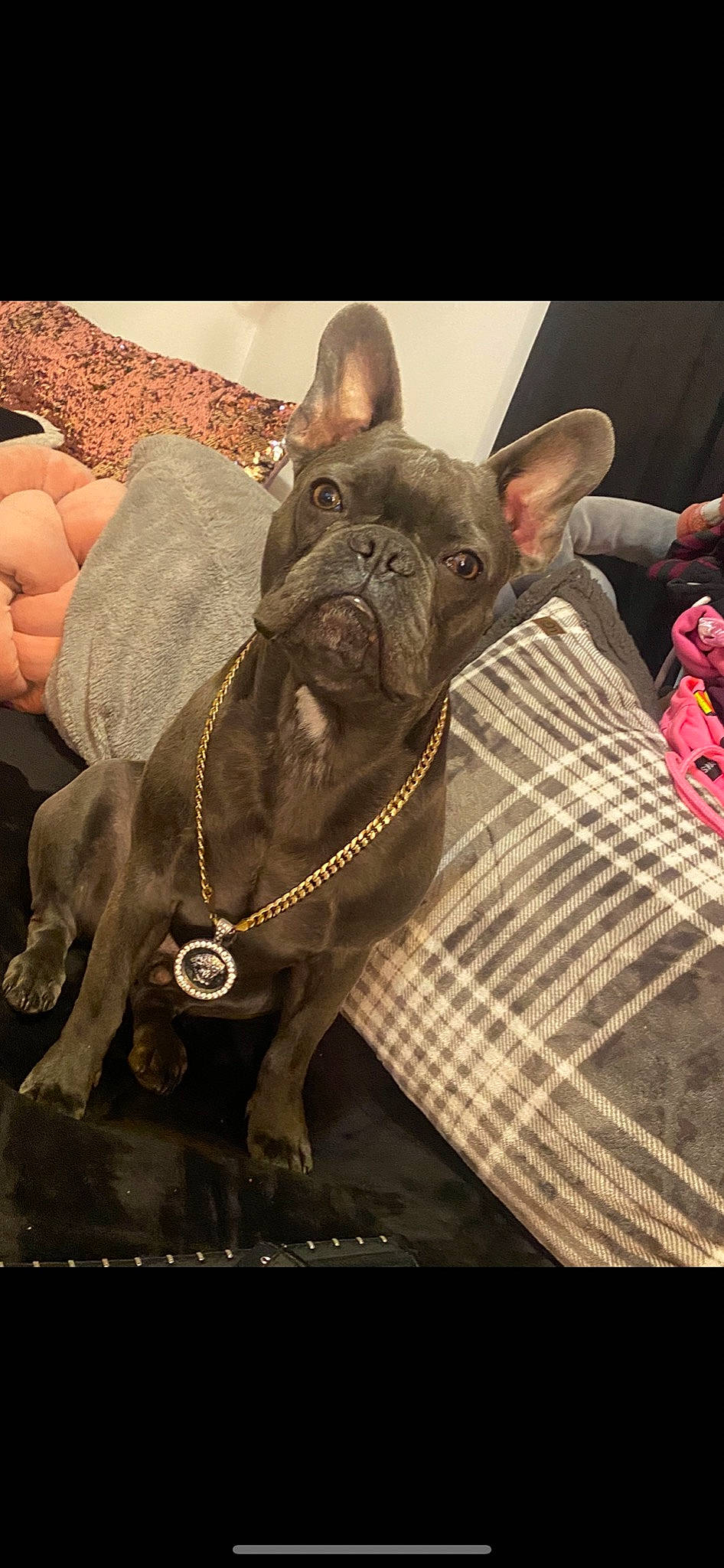 Bleu is registered to the contest to win money with this photo: carnivore, collar, companion_dog, dog, dog_breed, dog_collar, ear, fashion_accessory, fawn, felidae, french_bulldog, liver, pet_supply, snout, sporting_group, terrestrial_animal, toy_dog, whiskers, working_animal, wrinkle