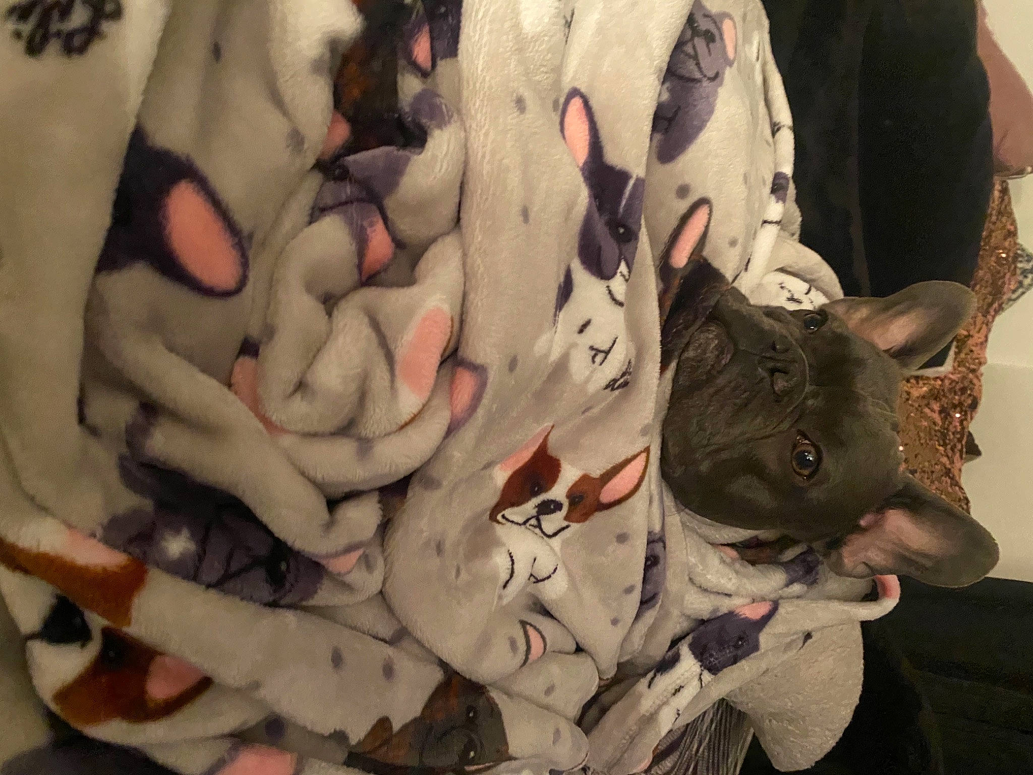 Bleu is registered to the contest to win money with this photo: art, canidae, carmine, carnivore, comfort, companion_dog, dog, dog_breed, fawn, felidae, flesh, grey, linens, non_sporting_group, pattern, snout, sporting_group, visual_arts, whiskers, working_animal