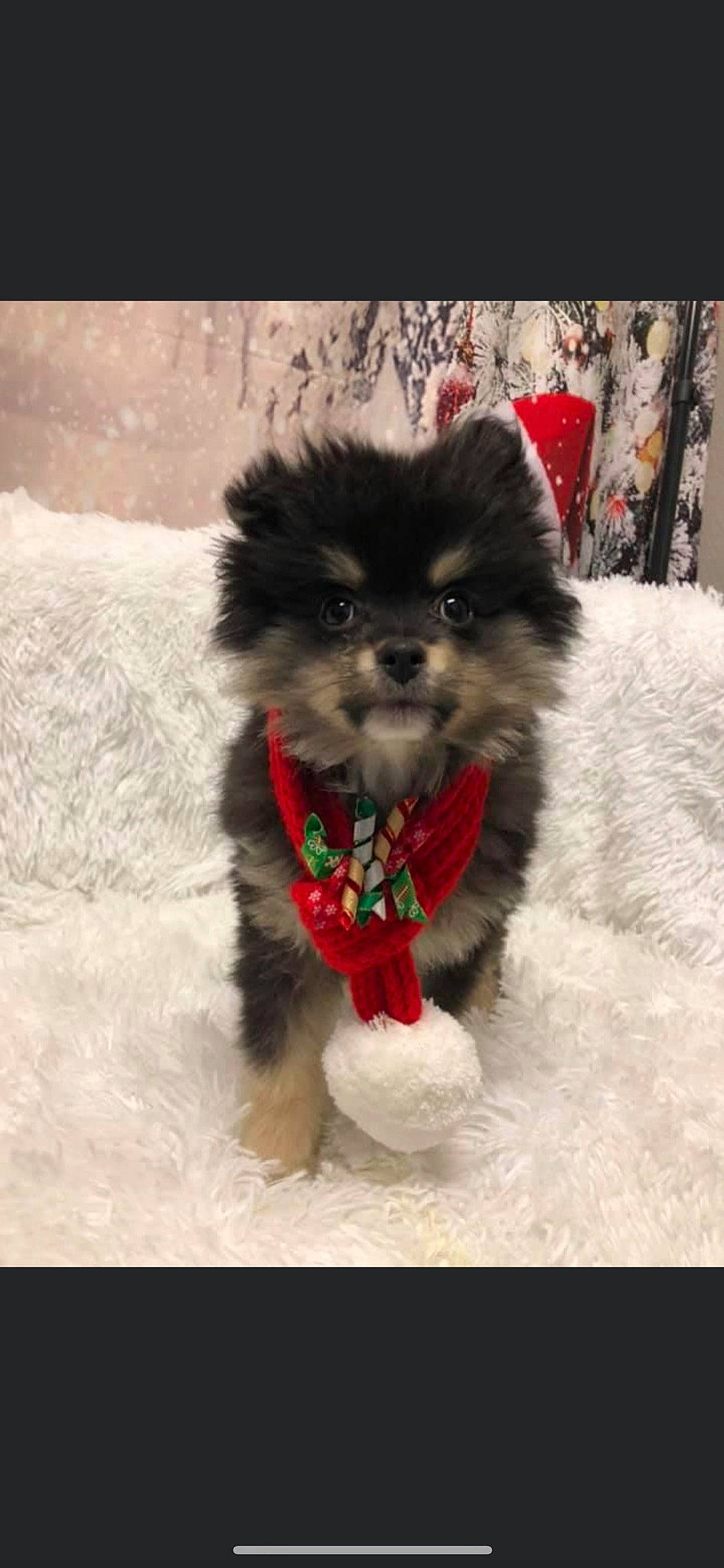 Braxton joined the competition — help win amazing prizes! canidae, carnivore, companion_dog, dog, dog_breed, dog_clothes, dog_supply, event, fawn, fur, german_spitz, german_spitz_klein, pomeranian, snout, spitz, sporting_group, tail, toy_dog, whiskers, working_animal