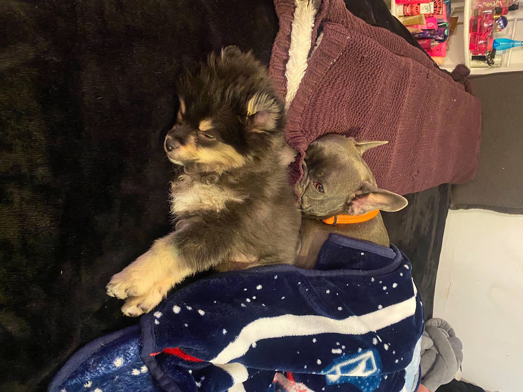 Braxton is registered to the contest to win money with this photo: black_cat, canidae, carnivore, claw, comfort, companion_dog, couch, dog_breed, domestic_short_haired_cat, felidae, fur, hat, lap, room, sitting, small_to_medium_sized_cats, sporting_group, tail, whiskers