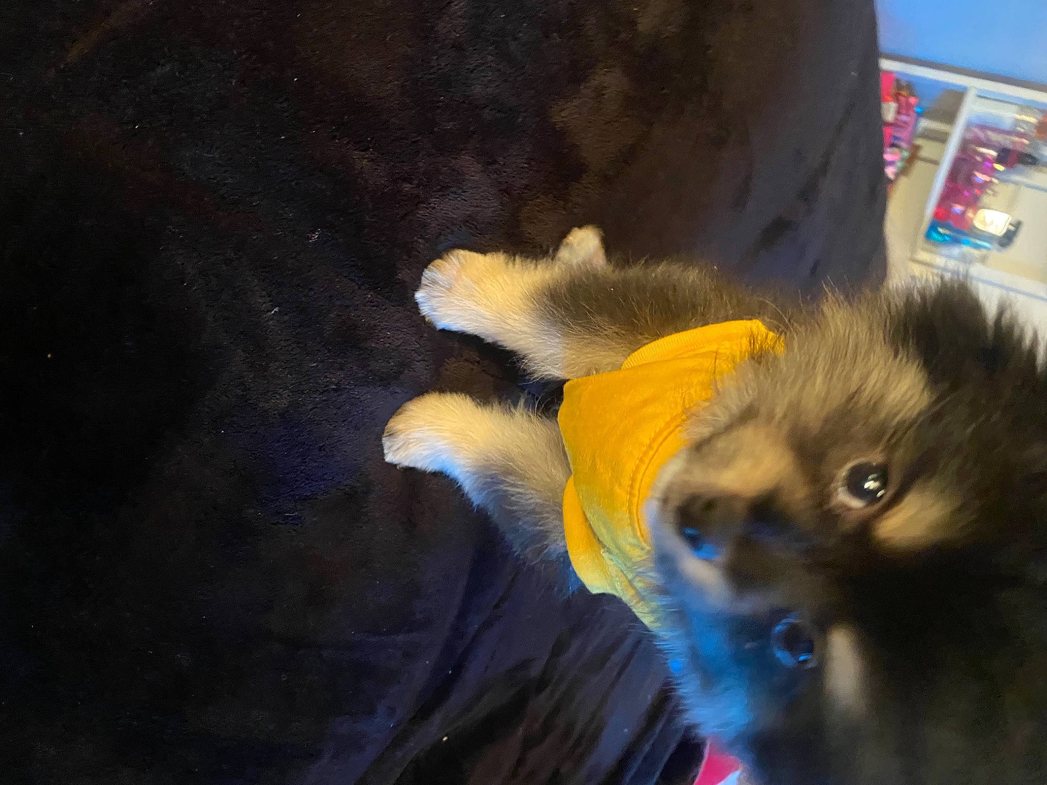 Braxton is registered to the contest to win money with this photo: canidae, carnivore, cat, claw, companion_dog, dog_breed, electric_blue, fawn, felidae, fur, german_spitz, german_spitz_klein, german_spitz_mittel, paw, small_to_medium_sized_cats, spitz, sporting_group, tail, toy_dog, whiskers