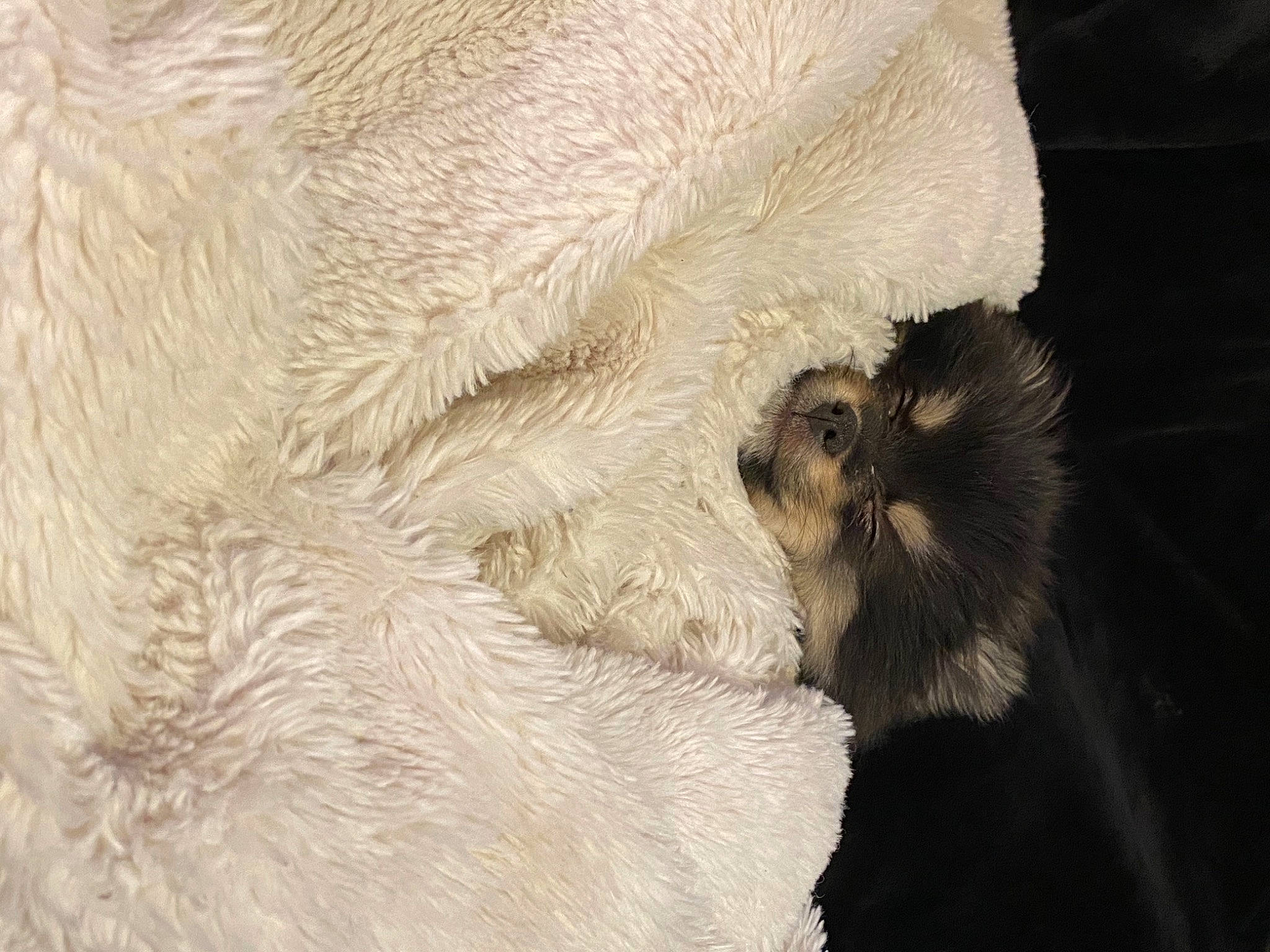 Braxton joined the competition — help win amazing prizes! beard, carnivore, claw, close_up, comfort, fawn, feather, felidae, fur, linens, natural_material, paw, small_to_medium_sized_cats, snout, tail, terrestrial_animal, whiskers, wildlife, wing