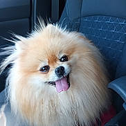 Tella participe au concours pour gagner de l'argent avec cette photo : dog, pomeranian, fluffy, car, seat, pet, tongue_out, happy, cute, animal, fur, companion, indoors, transportation, smiling, friendly, small_dog, front_seat, domestic_animal, portrait