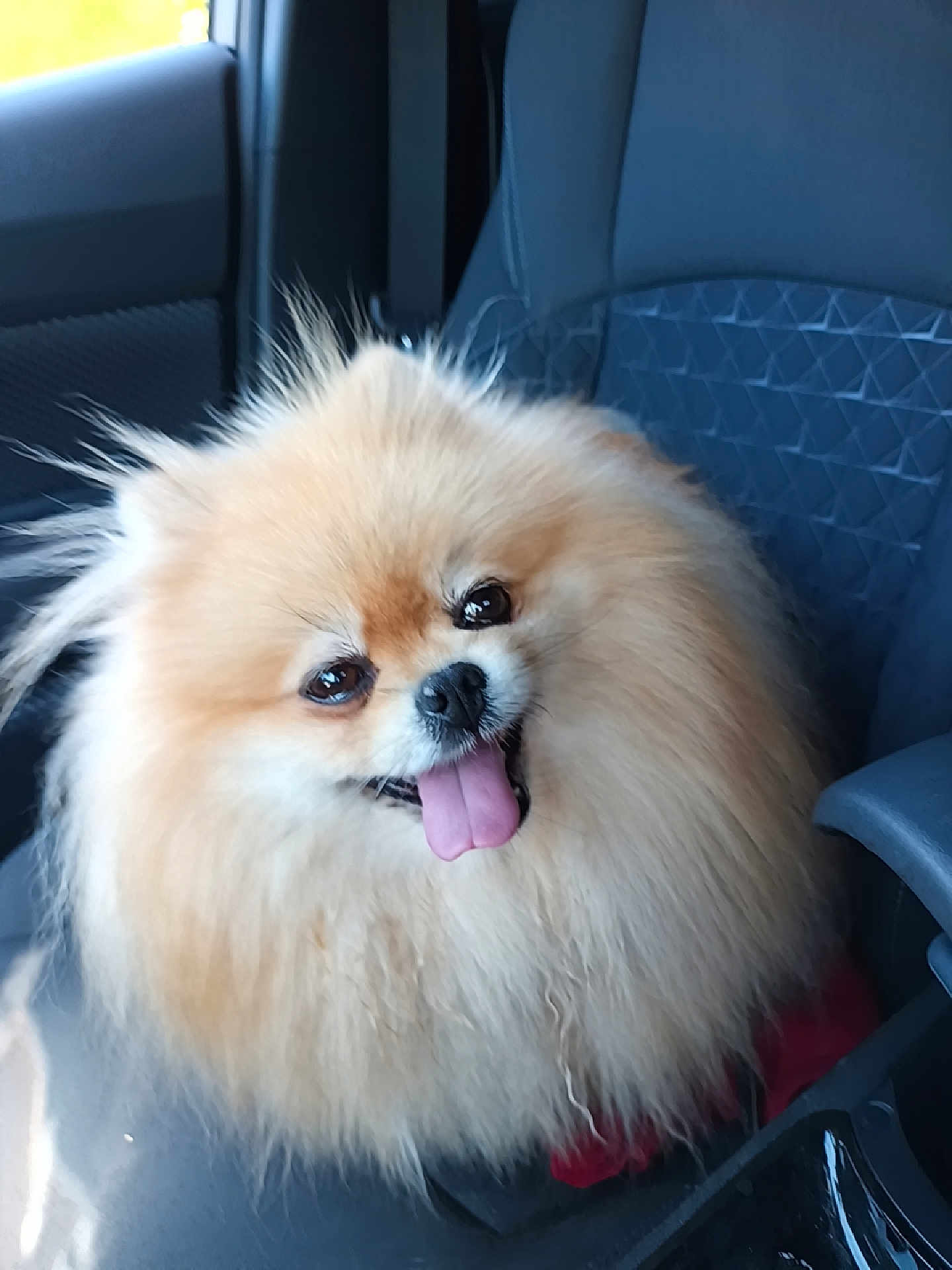 Tella participe au concours pour gagner de l'argent avec cette photo : dog, pomeranian, fluffy, car, seat, pet, tongue_out, happy, cute, animal, fur, companion, indoors, transportation, smiling, friendly, small_dog, front_seat, domestic_animal, portrait
