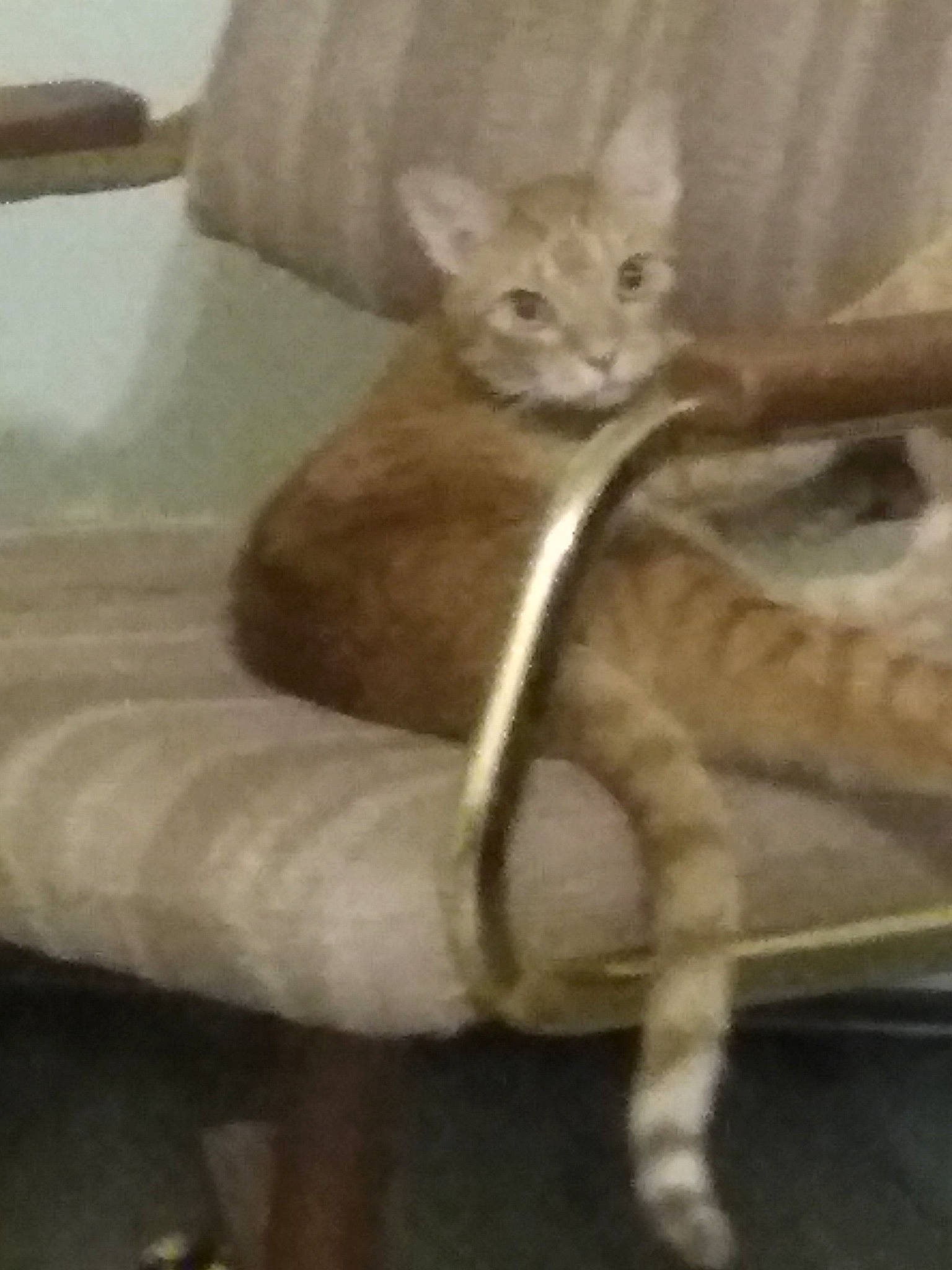 Floyd joined the competition — help win amazing prizes! carnivore, cat, cat_supply, claw, comfort, domestic_short_haired_cat, fawn, felidae, fur, paw, sitting, small_to_medium_sized_cats, snout, tail, terrestrial_animal, whiskers, wildlife