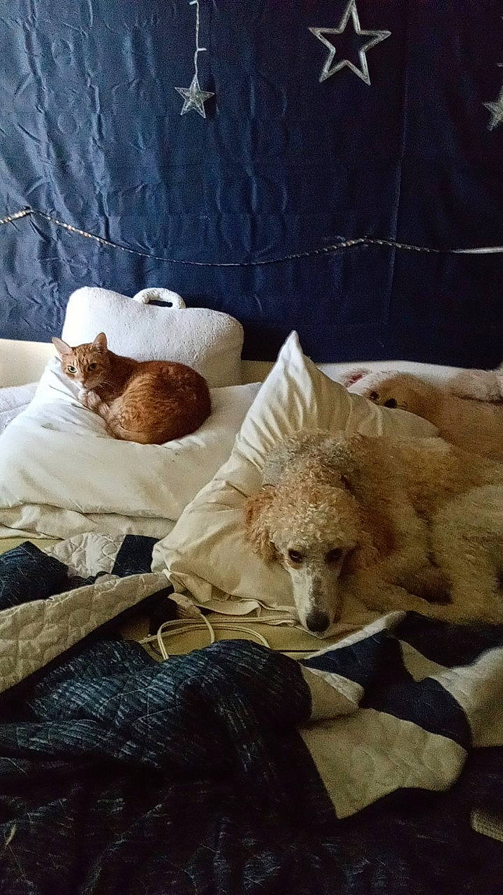 Floyd joined the competition — help win amazing prizes! bedding, carnivore, comfort, companion_dog, couch, curtain, dog, dog_breed, fawn, felidae, fur, linens, small_to_medium_sized_cats, sporting_group, stuffed_toy, teddy_bear, toy, whiskers, window, wood