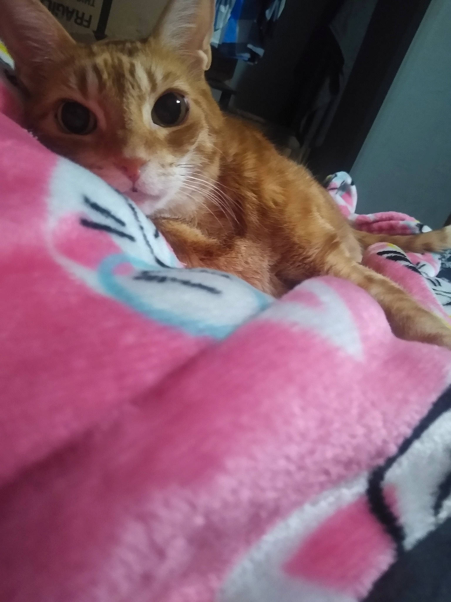 Floyd joined the competition — help win amazing prizes! canidae, carnivore, cat, claw, comfort, dog_breed, domestic_short_haired_cat, fawn, felidae, foot, fur, human_leg, linens, magenta, paw, pink, small_to_medium_sized_cats, tail, terrestrial_animal, whiskers