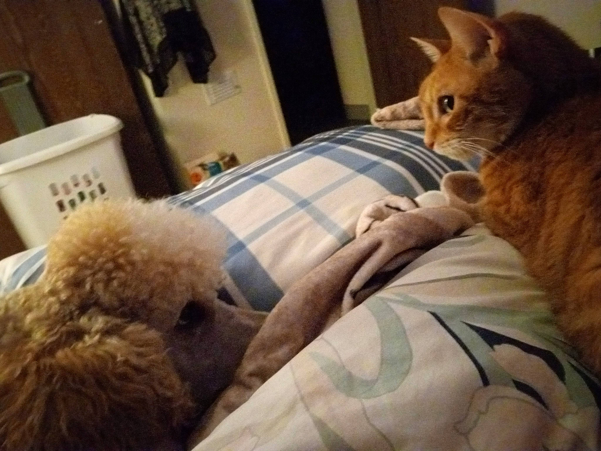 Floyd joined the competition — help win amazing prizes! bed, bedding, carnivore, cat, comfort, companion_dog, couch, dog, domestic_short_haired_cat, fawn, felidae, fur, linens, mammal, room, small_to_medium_sized_cats, textile, toy, toy_dog, whiskers