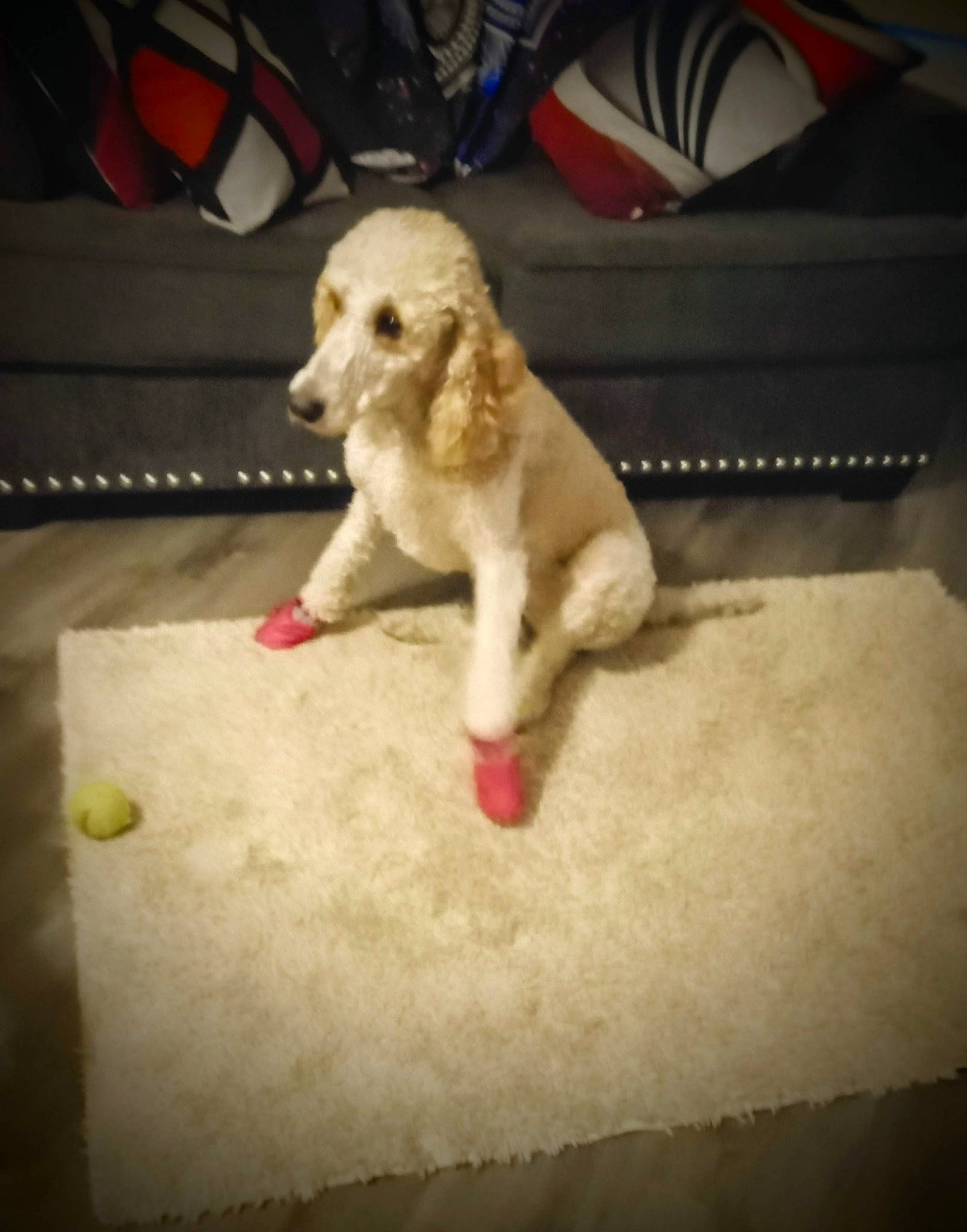 Serenity joined the competition — help win amazing prizes! canidae, carnivore, chair, cloud, companion_dog, dog, dog_breed, eyewear, fawn, flooring, fur, paw, poodle, snout, sporting_group, tail, toy, toy_dog, wood, working_animal